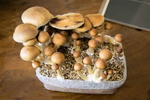 porcini mushroom growing box