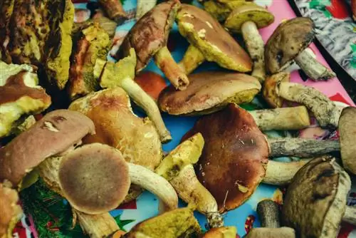 Boletus เปลี่ยนเป็นสีน้ำเงิน มีพิษหรือกินได้?