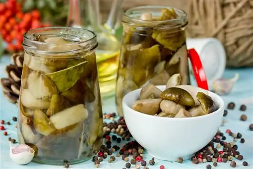 Preserving porcini mushrooms: an overview of the best methods