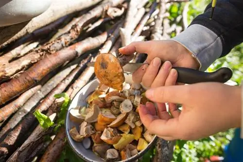 neteja de bolets de mantega