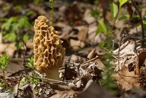 Find morels