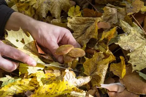 Identify and collect mushrooms safely: A helpful guide