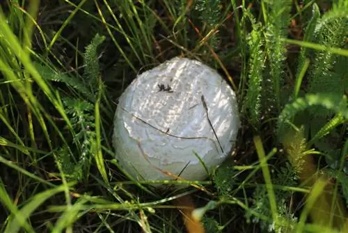 When to collect meadow mushrooms