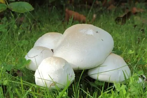 Nettoyer les champignons des prés