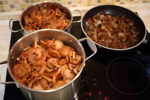 Freezing honey mushroom: This is how you can preserve the mushroom correctly