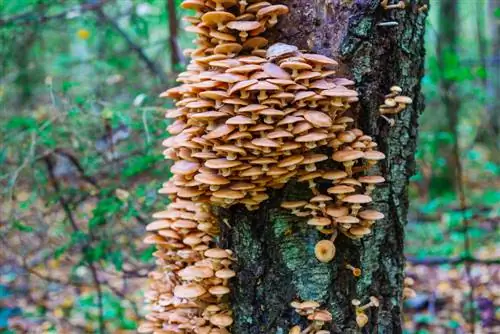 ¿Salvar árboles infectados? Combatir eficazmente los hongos de la miel