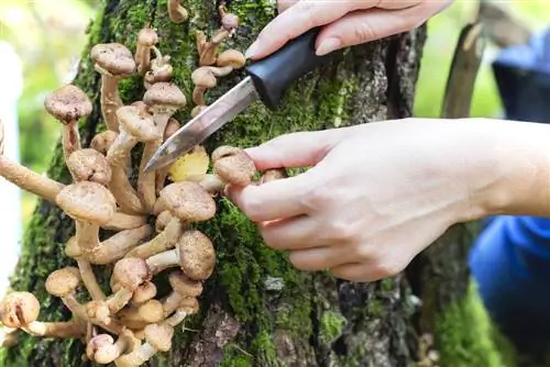 Medonosne gobe na vrtu: prepoznajte, premagajte in preprečite