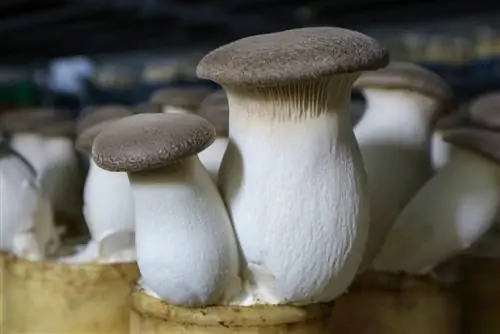 Growing king oyster mushrooms