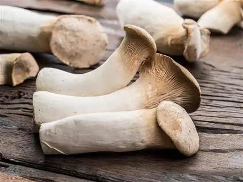 Paglilinis ng king oyster mushroom: Malinis na mushroom para sa mga gourmet