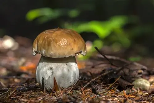 Eekhoorntjesbrood verzamelen: wanneer is het perfecte seizoen?