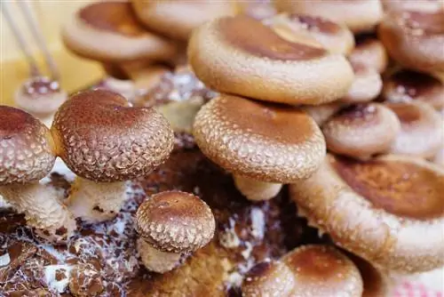 Growing shiitake mushrooms: How to do it in your own garden