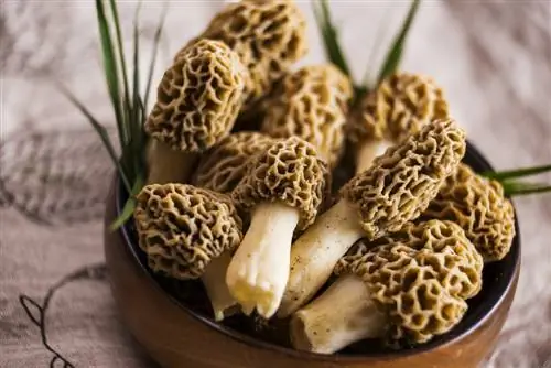 Can amateur gardeners grow morels?