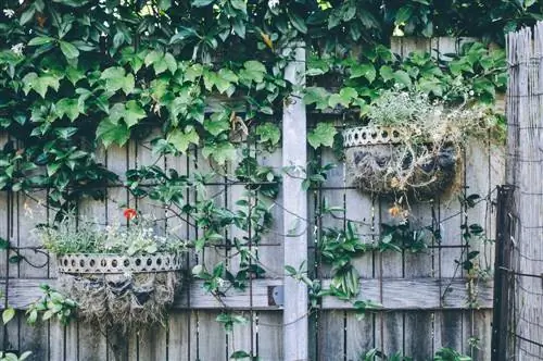 Beautify privacy screens: Creative ideas for the garden