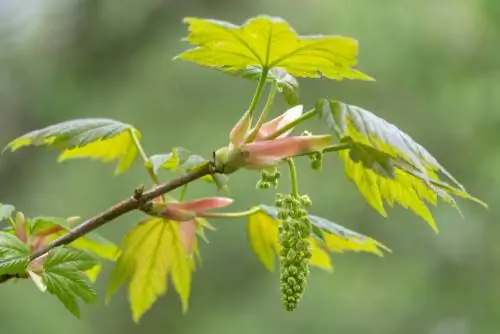 sycamore klevo profilis