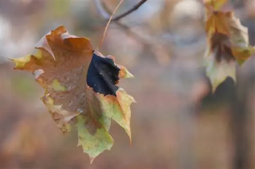 sycamore maple diseases