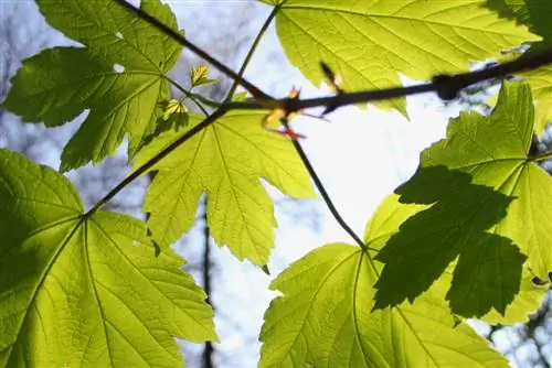 leikkaamalla sykomorivaahteraa