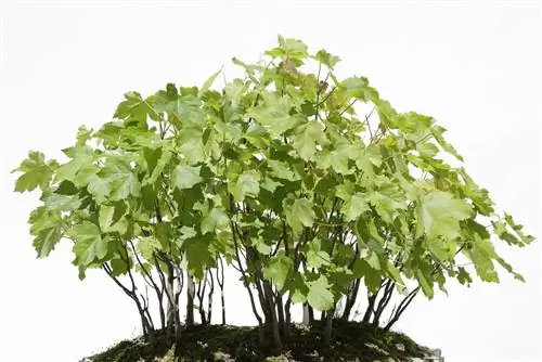 Acero montano come bonsai: istruzioni per la cura per una crescita ottimale