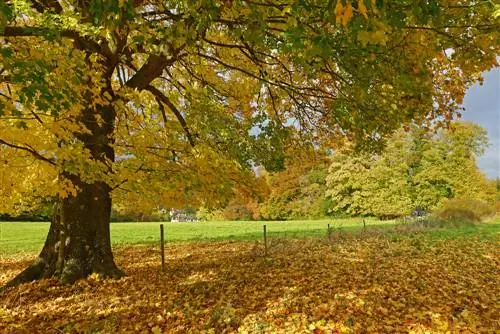 Modellare abilmente l'acero campestre: istruzioni per il taglio