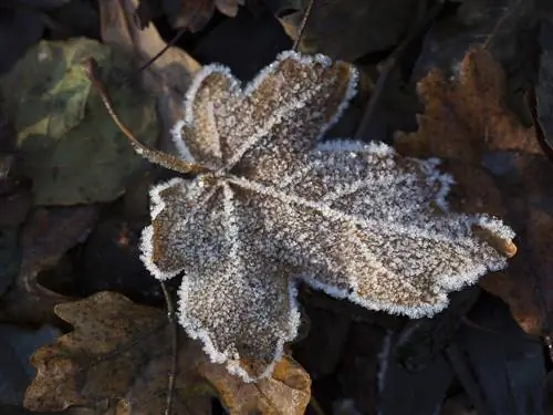 siepe di acero campestre invernale