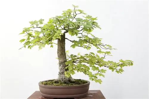 bonsai z klonu polnego