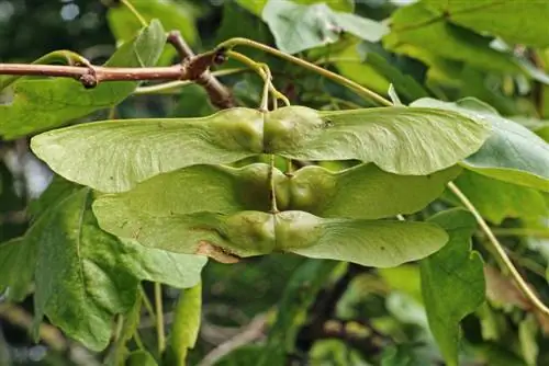 ক্ষেত্র ম্যাপেল হেজ-বিষাক্ত