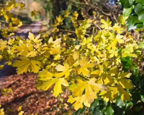 Cura dell'acero campestre autunnale: cosa fare adesso?