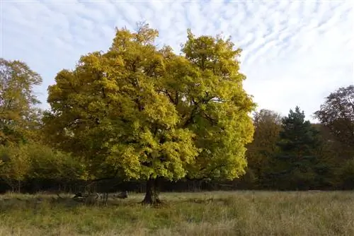 altura del arce de campo