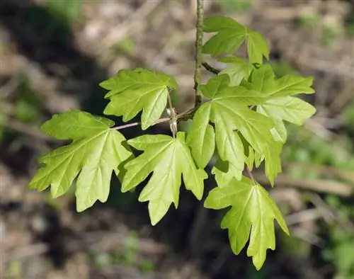 plantas de arce de campo