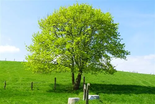 Croissance de l'érable champêtre : à quelle vitesse et à quelle hauteur pousse-t-il ?