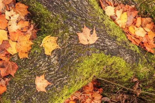 raíces de arce de campo