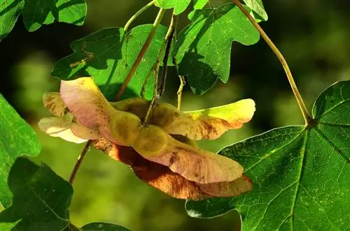 Perbanyakan maple lapangan: Cara memanen dan menabur benih dengan sukses