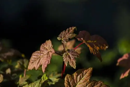 tumbuhan maple bola