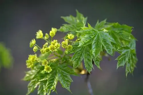 գնդիկավոր թխկի պարարտանյութեր