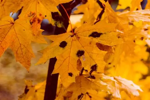 Globe maple disease: Paano makilala at gamutin ang mga ito