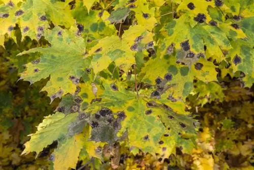 foglie di acero palla