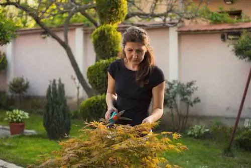 Golyós juhar topiary: tippek a gyönyörű koronához