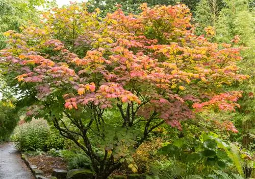 Acero globoso in giardino: giochi di colori dalla primavera all'autunno