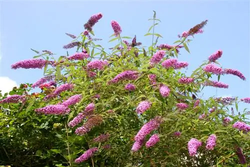 posizione di buddleia