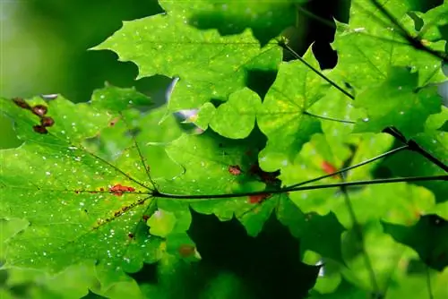 ball maple fungal infestation