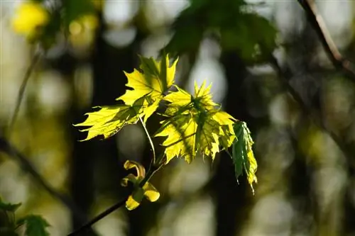 l'acero palla perde foglie