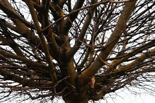 Arce globo: cortar correctamente a pesar de las temperaturas heladas