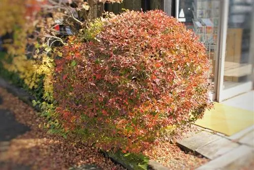 Transplanting globe maple: When and how to do it correctly