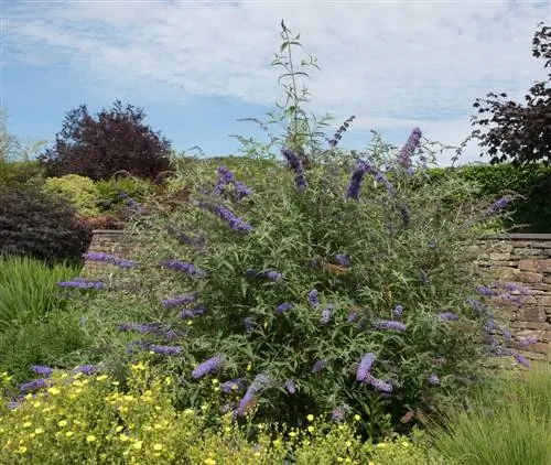 plantas de buddleia