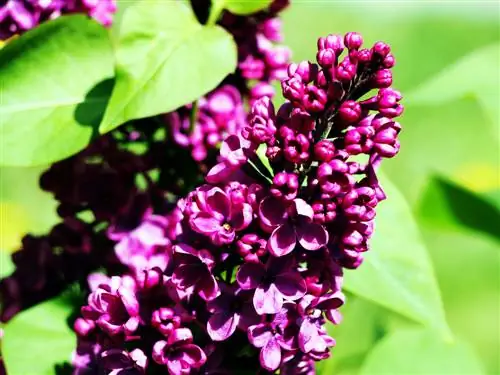 mga varieties ng lilac