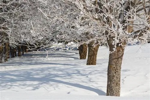 bola de arce invierno