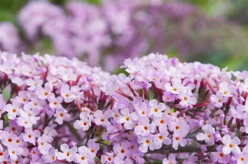 variedades de buddleia