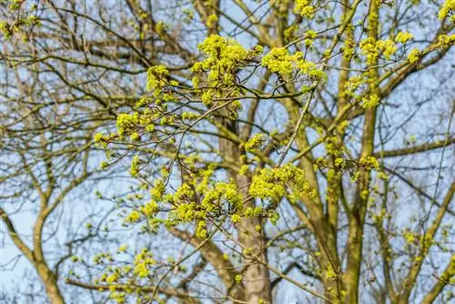 Aardbol-esdoorn in die tuin: Alles oor groei en versorging