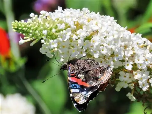 پروفایل buddleia