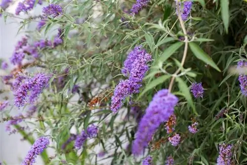 Coupez les fleurs de buddleia fanées