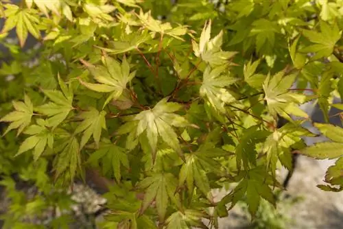 Globe maple: profile, care and ecological tips